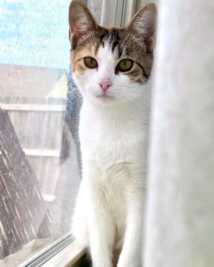 SPROUT, an adoptable Calico & Tabby Mix in Capshaw, AL_image-2