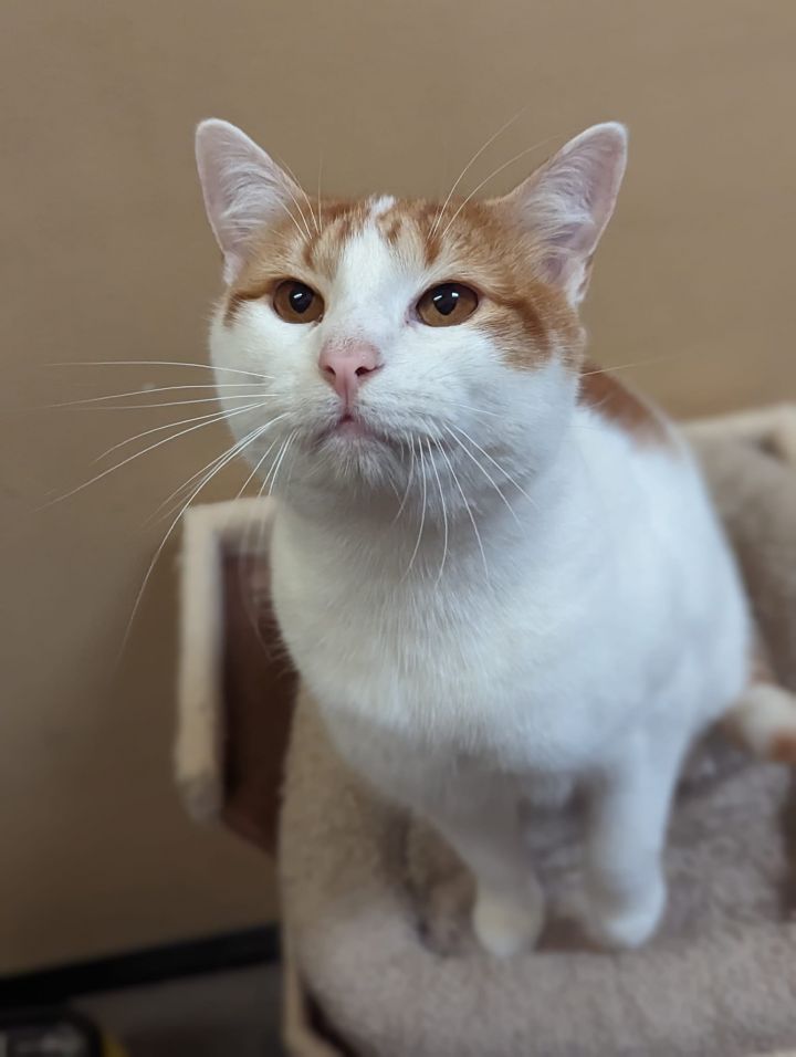 GOOSE, an adoptable Domestic Short Hair in Capshaw, AL_image-1