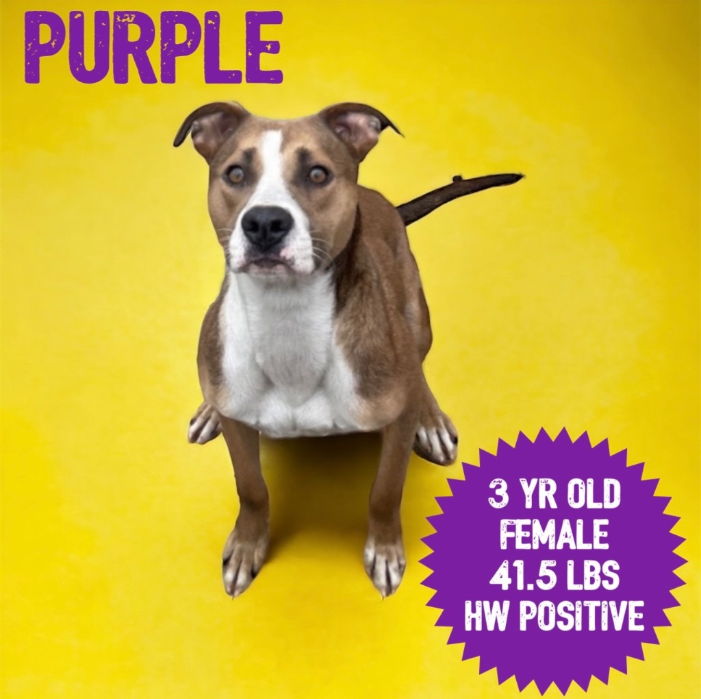 Purple, an adoptable Pit Bull Terrier in Sorrento, LA, 70778 | Photo Image 1