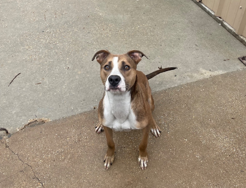 Purple, an adoptable Pit Bull Terrier in Sorrento, LA, 70778 | Photo Image 2