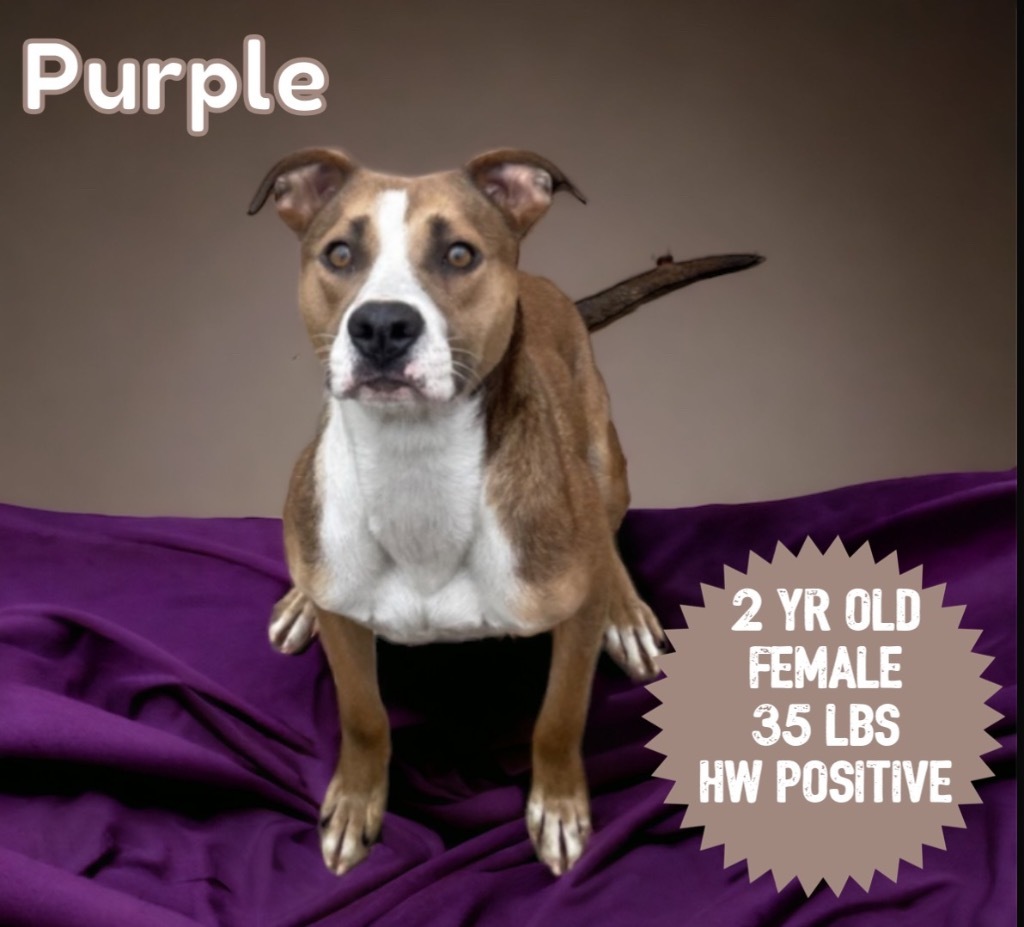 Purple, an adoptable Pit Bull Terrier in Sorrento, LA, 70778 | Photo Image 3