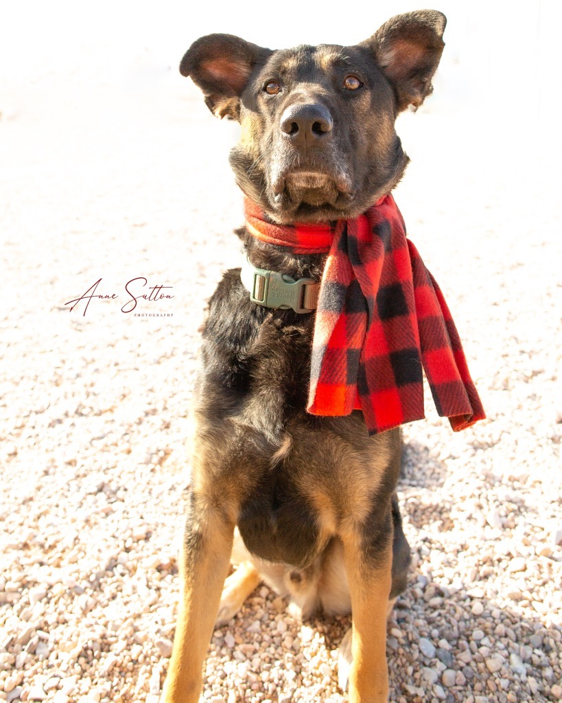 Moby, an adoptable German Shepherd Dog in Hot Springs, SD, 57747 | Photo Image 1