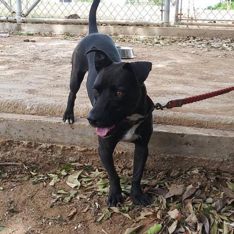 Camino, an adoptable Mixed Breed in Vieques, PR, 00765 | Photo Image 5