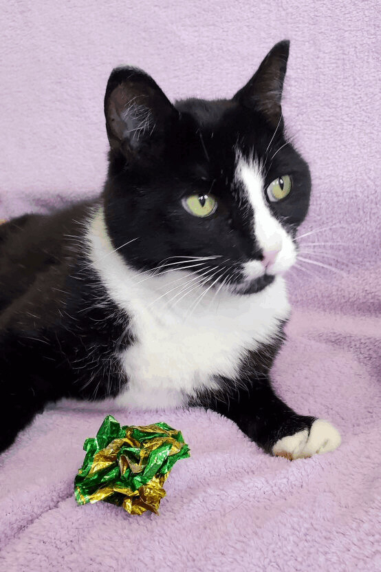 Gilmore, an adoptable Tuxedo in Florenceville, NB, E7L 1Y8 | Photo Image 1