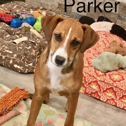 Parker, an adoptable Boxer & Hound Mix in Columbia, CT_image-2