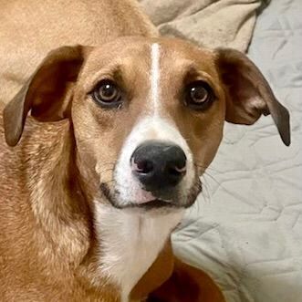 Parker, an adoptable Boxer & Hound Mix in Columbia, CT_image-1