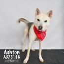 ASHTON's profile on Petfinder.com