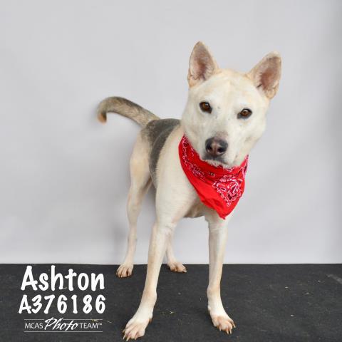 ASHTON, an adoptable German Shepherd Dog Mix in Conroe, TX_image-1
