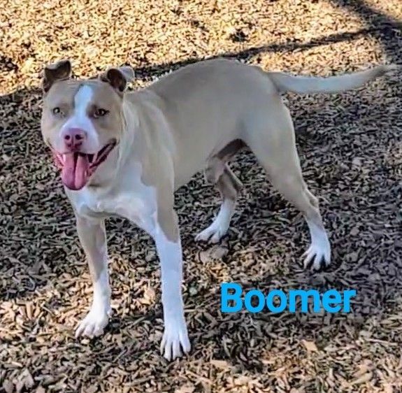 Boomer, an adoptable Staffordshire Bull Terrier Mix in Madras, OR_image-4