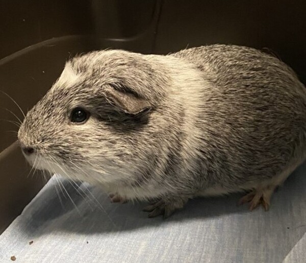 Milo, an adoptable Guinea Pig Mix in San Diego, CA_image-1