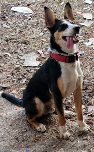 Needs rehoming ASAP Pulled from Shelter after 35 days there Thought he would be a good fit for our