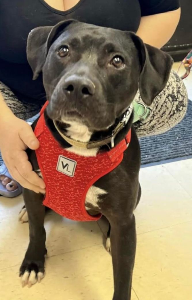 Dog for Adoption - Sugar, a Black Labrador Retriever in East Cleveland, TN