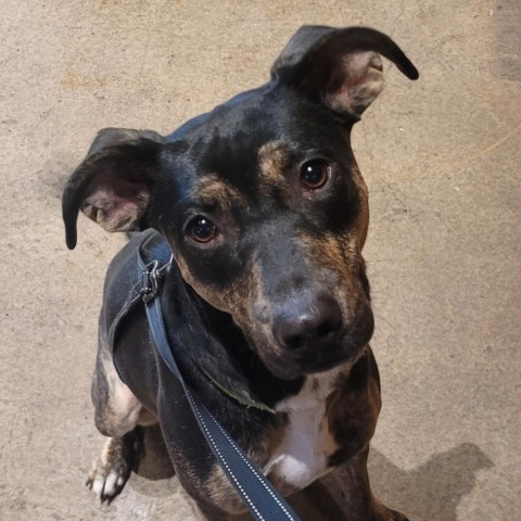 Trudy, an adoptable Labrador Retriever, Mixed Breed in St. Paul, MN, 55128 | Photo Image 1