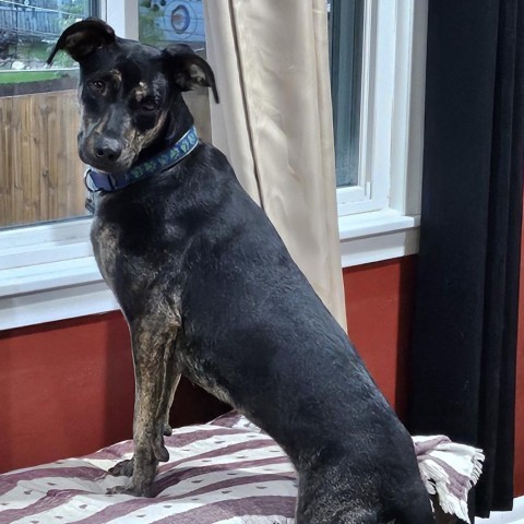 Trudy, an adoptable Labrador Retriever, Mixed Breed in St. Paul, MN, 55128 | Photo Image 2