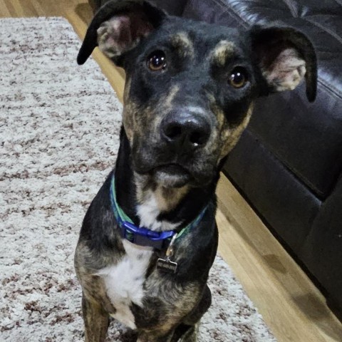 Trudy, an adoptable Labrador Retriever, Mixed Breed in St. Paul, MN, 55128 | Photo Image 4