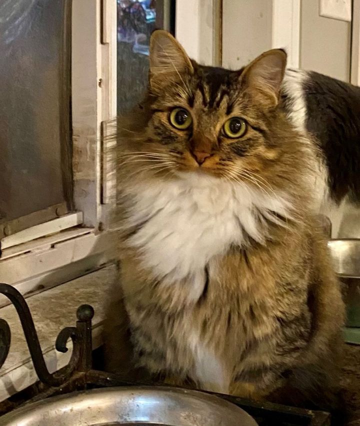 JENI, an adoptable Maine Coon in Flint, TX_image-5