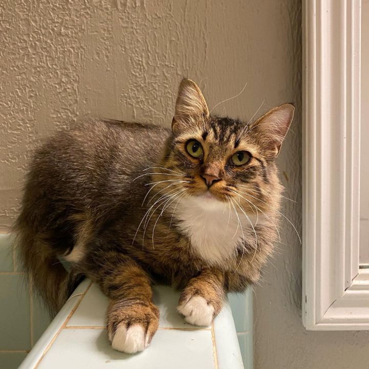 JENI, an adoptable Maine Coon in Flint, TX_image-6