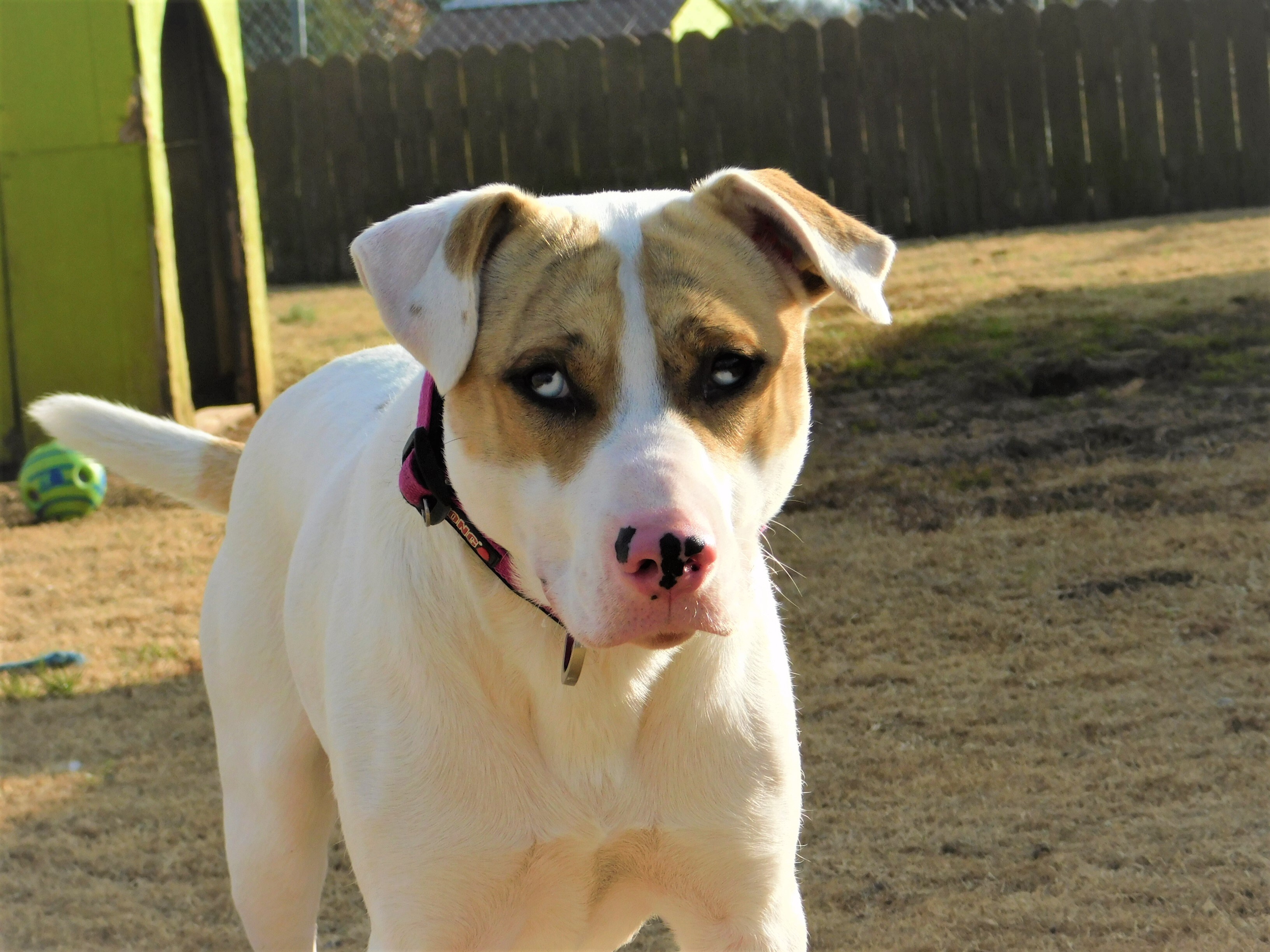 Jimmy Jam, an adoptable American Bulldog in Siloam Springs, AR, 72761 | Photo Image 2