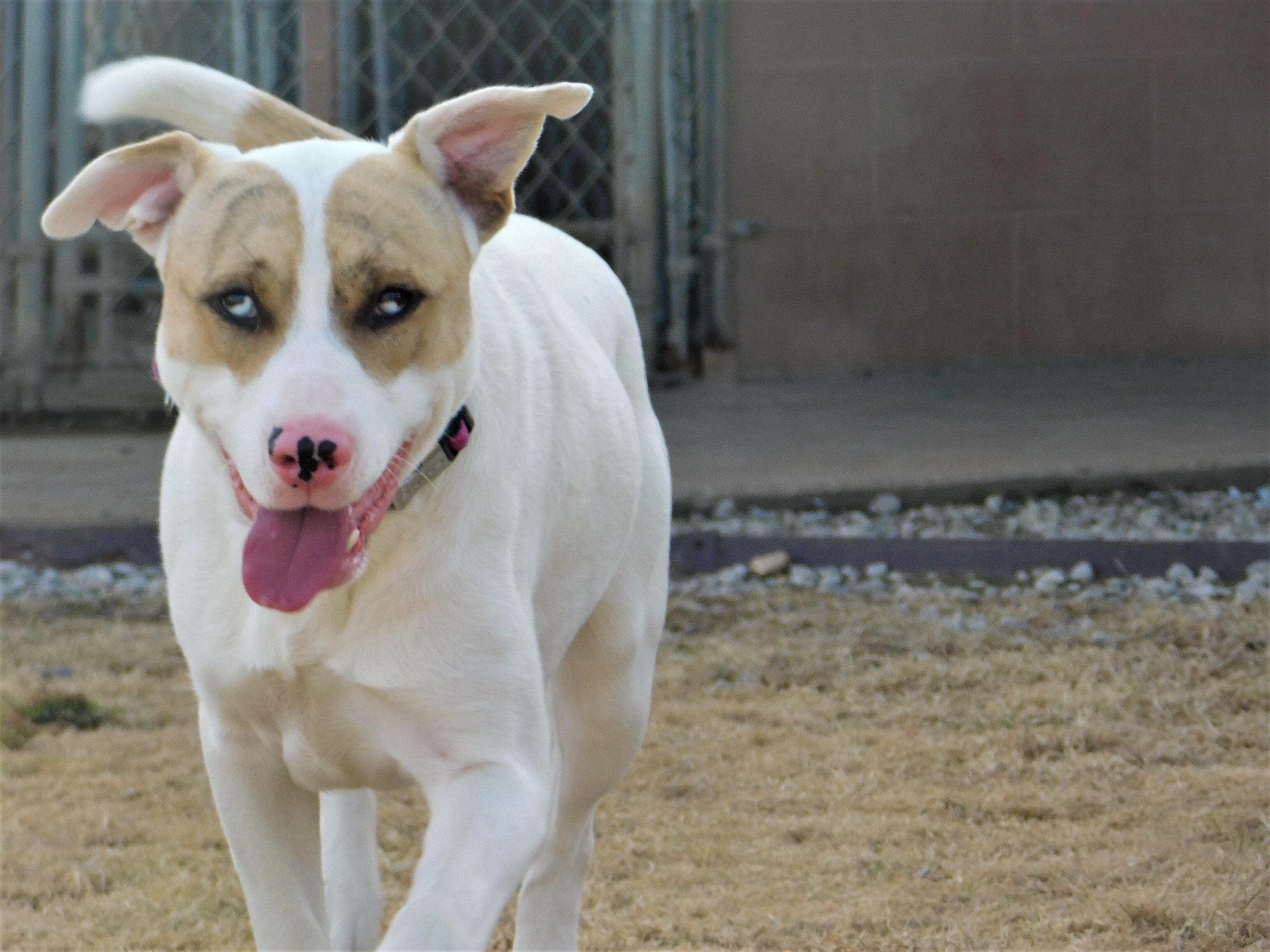 Jimmy Jam, an adoptable American Bulldog in Siloam Springs, AR, 72761 | Photo Image 4