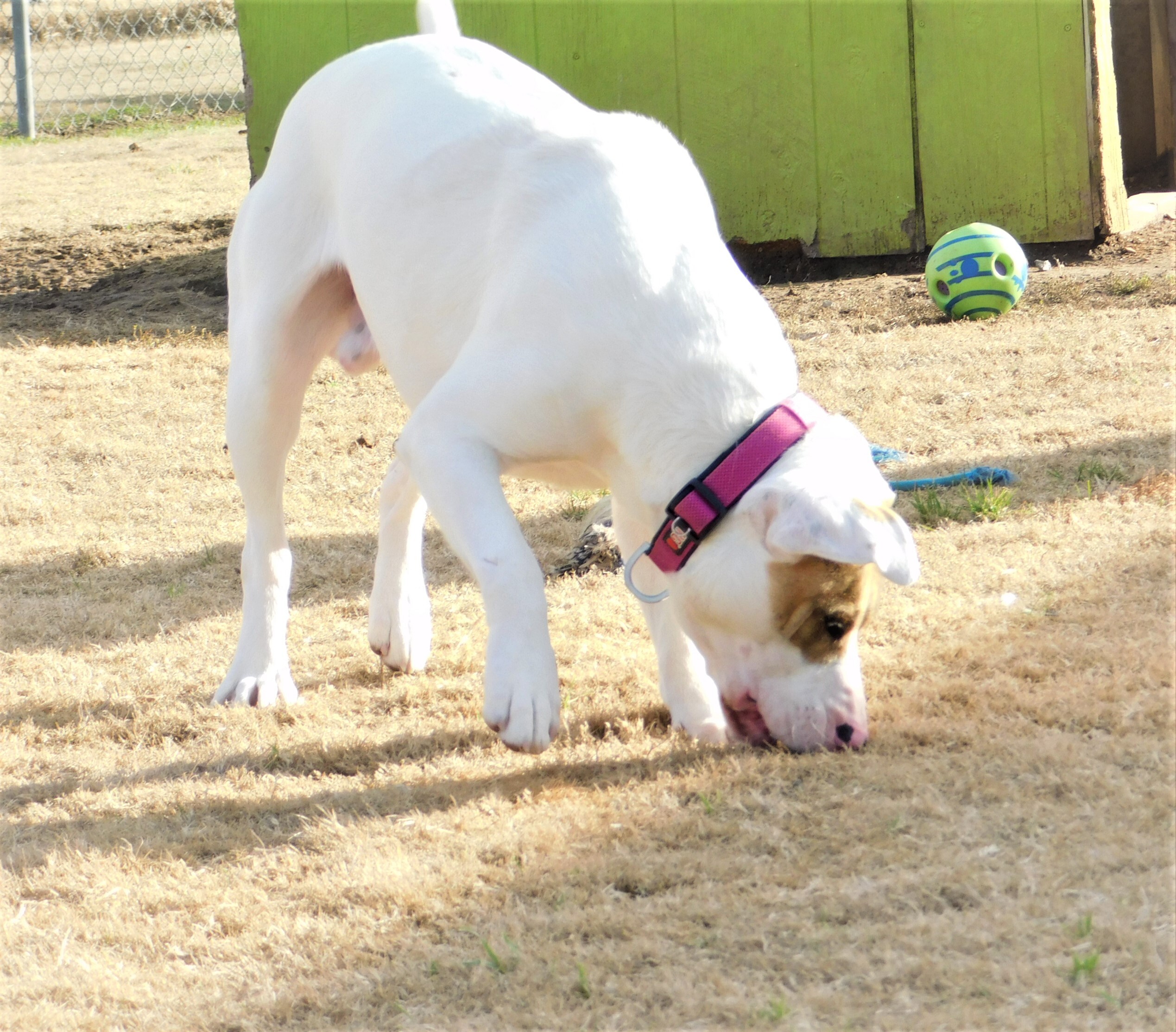 Jimmy Jam, an adoptable American Bulldog in Siloam Springs, AR, 72761 | Photo Image 6