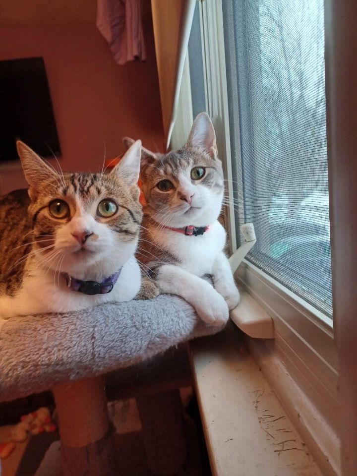 Jacky & Oogie, an adoptable Tabby in Webster, NY_image-2
