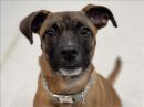 WAFFLE's profile on Petfinder.com