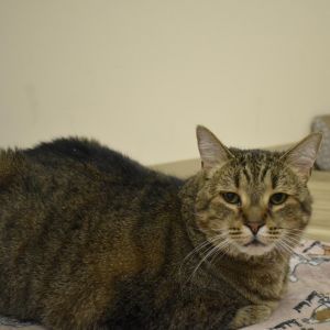 Bobby, Senior Female unknown