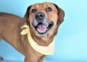 Meet Nelson Nelson is a very happy guy that is ready to complete your family This 6-year-old fello