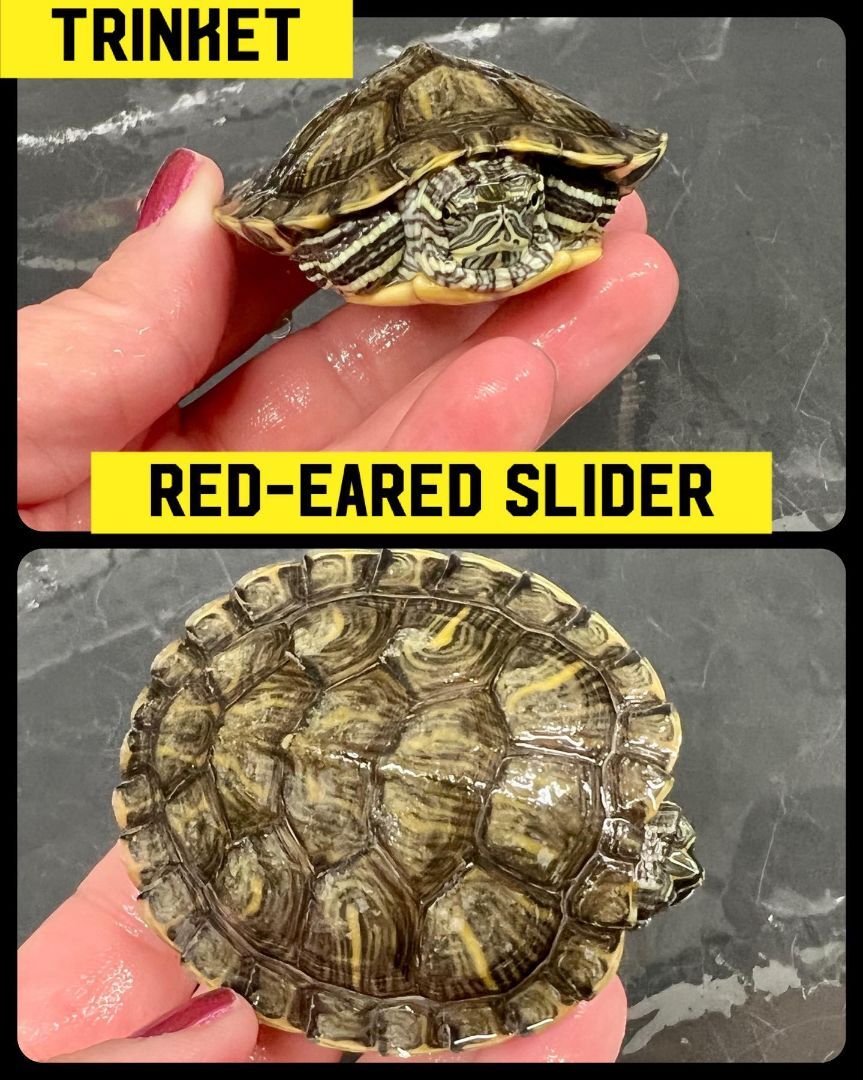 Turtle for adoption - Trinket, a Red-Eared Slider in Bottineau, ND ...