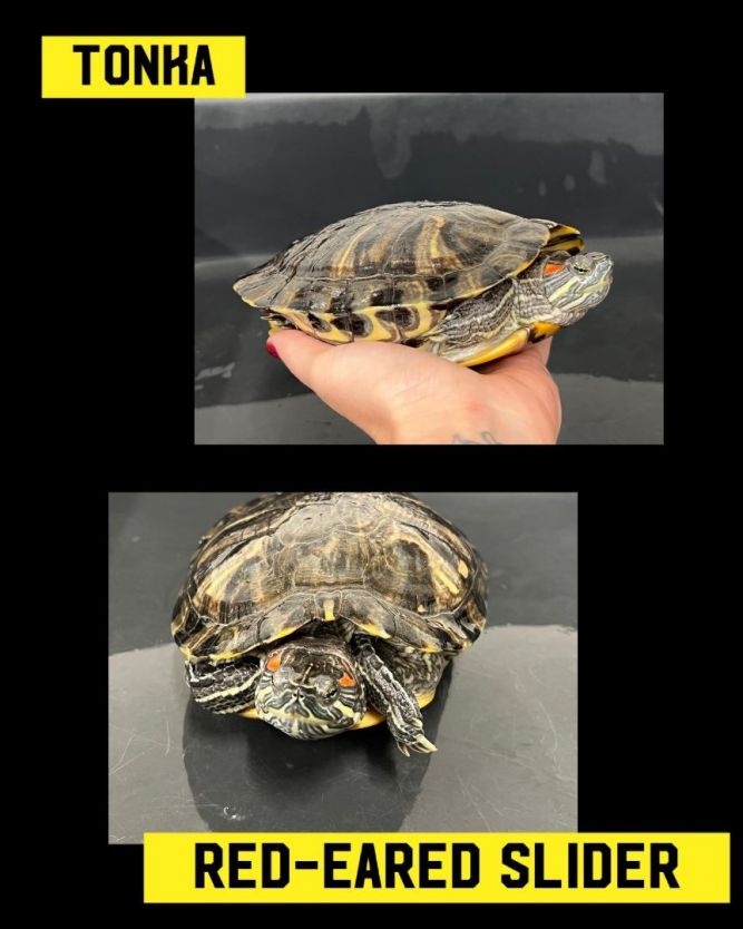 red ear slider turtle male and female