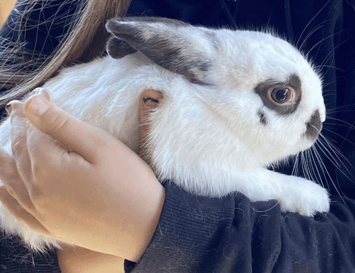 Jumper, an adoptable Bunny Rabbit Mix in Montgomery, AL_image-2