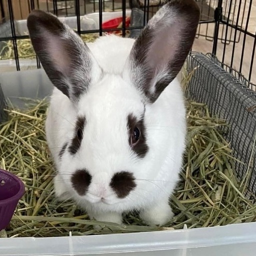 Jumper, an adoptable Bunny Rabbit Mix in Montgomery, AL_image-1