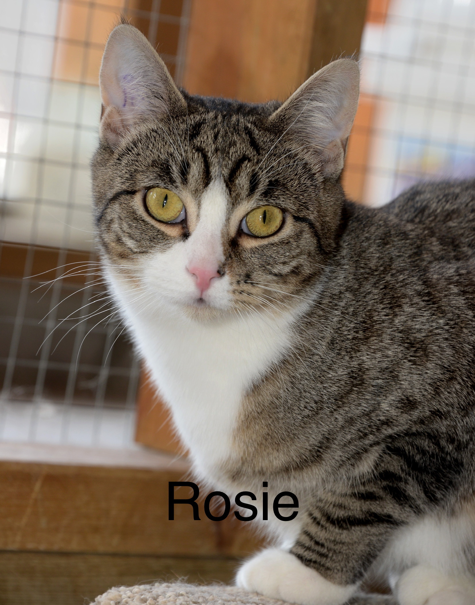 Rosie, an adoptable Domestic Short Hair in Chilliwack, BC, V2P 6H3 | Photo Image 1