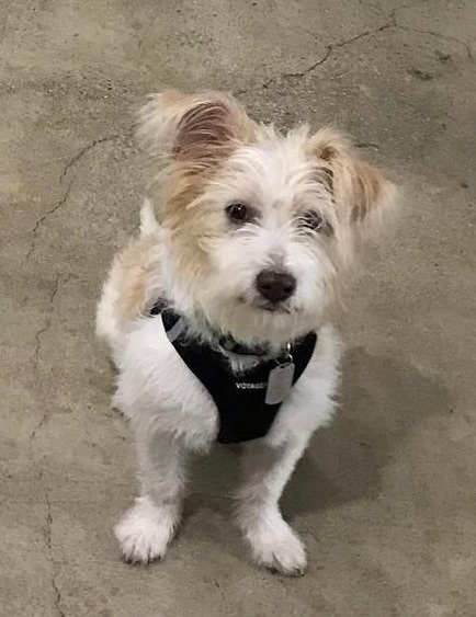 Dog for adoption - SODA - in NY & ready for a meet & greet, a Schnauzer ...