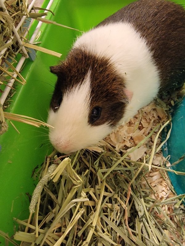 Laverne, an adopted Guinea Pig in Sewaren, NJ_image-3