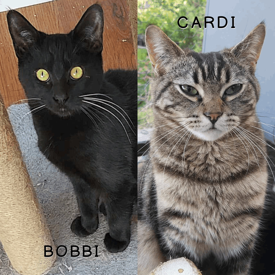 Bobbi & Cardi, an adoptable Domestic Short Hair in Abbotsford, BC, V3G 2L5 | Photo Image 1