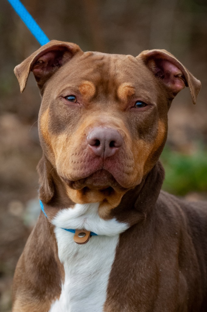 Windy, an adoptable Pit Bull Terrier in Johnson City, TN, 37604 | Photo Image 1