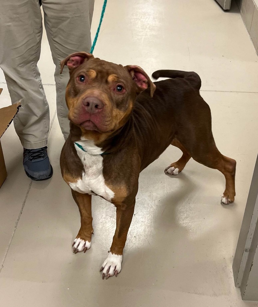 Windy, an adoptable Pit Bull Terrier in Johnson City, TN, 37604 | Photo Image 2