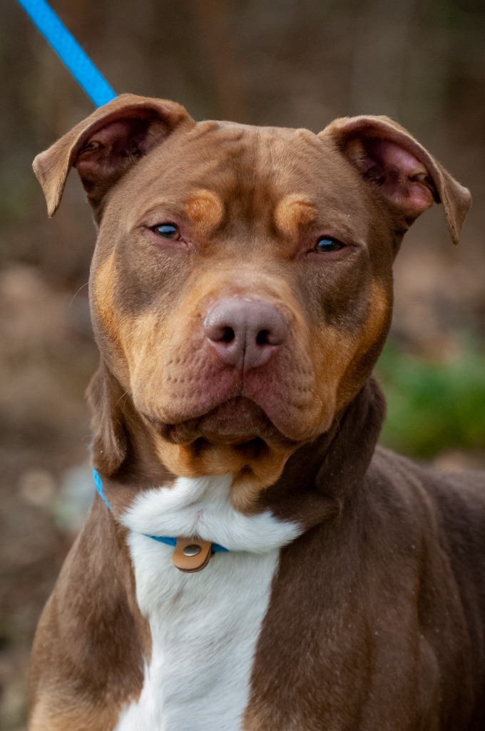 Windy, an adoptable Pit Bull Terrier in Johnson City, TN, 37604 | Photo Image 3