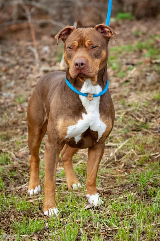 Windy, an adoptable Pit Bull Terrier in Johnson City, TN, 37604 | Photo Image 4