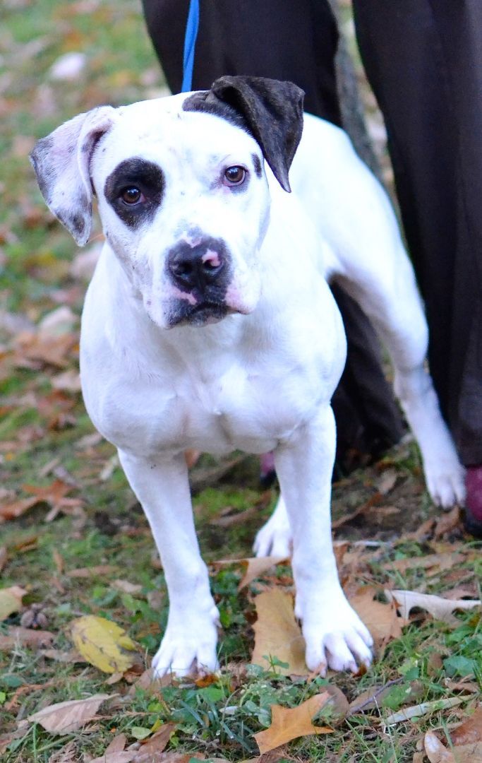 Johnny, an adoptable Pit Bull Terrier Mix in Germantown, TN_image-2