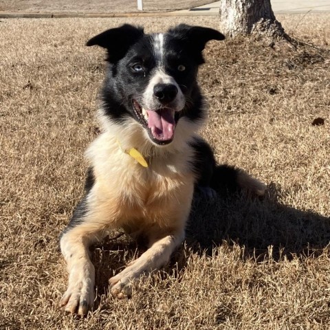 Bo, an adoptable Border Collie in Fayetteville, GA_image-1