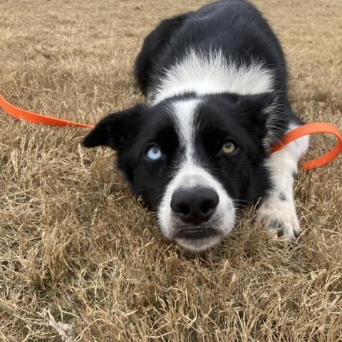 Bo, an adoptable Border Collie in Fayetteville, GA_image-2