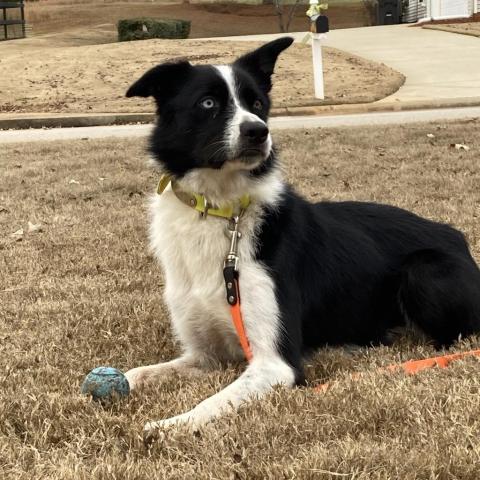 Bo, an adoptable Border Collie in Fayetteville, GA_image-3