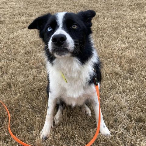 Bo, an adoptable Border Collie in Fayetteville, GA_image-6
