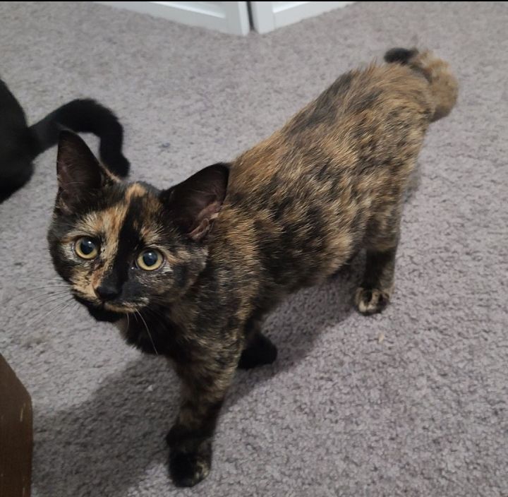 Mirella, an adopted Tortoiseshell & Domestic Short Hair Mix in Germansville, PA_image-4