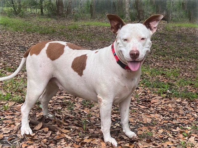 Sassafras