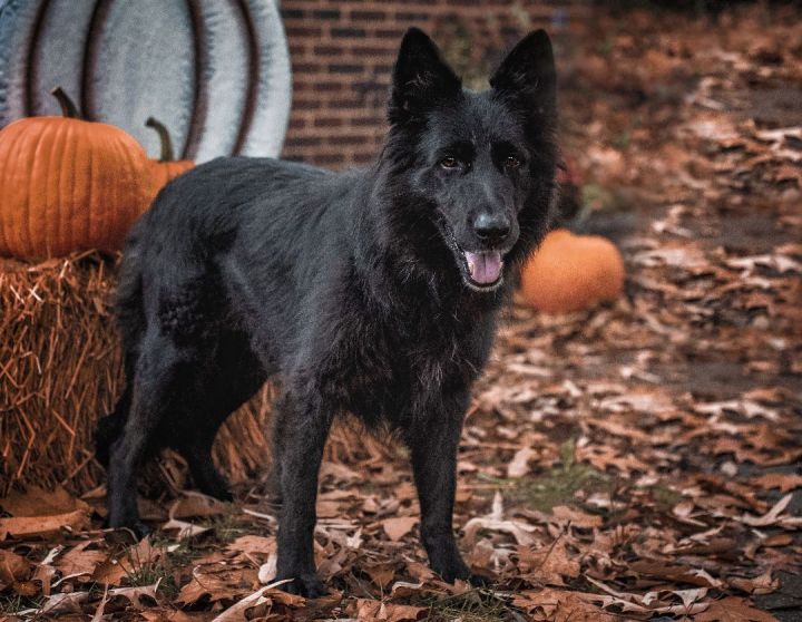 Meka, an adoptable German Shepherd Dog in Millersville, MD_image-1
