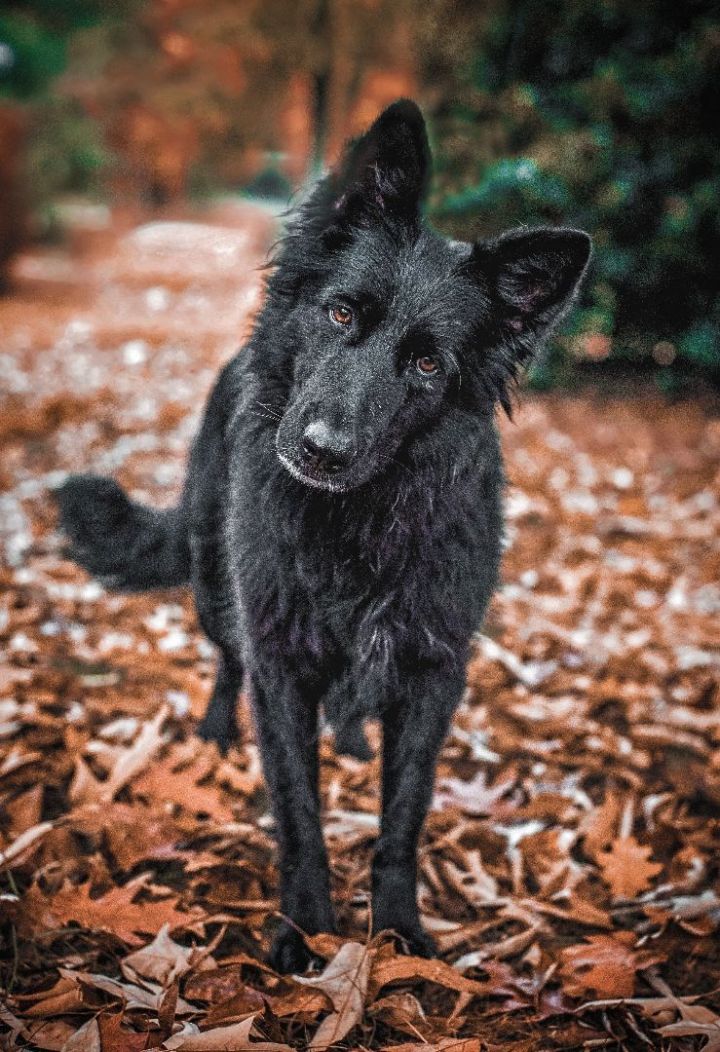 Meka, an adoptable German Shepherd Dog in Millersville, MD_image-2