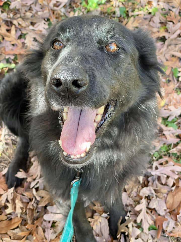 Meka, an adoptable German Shepherd Dog in Millersville, MD_image-5
